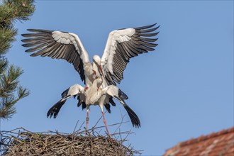 Mating white storks in courtship display (ciconia ciconia) on their nest in spring. Bas Rhin,