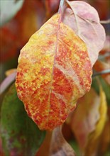 Kousa dogwood (Cornus kousa), red leaves, North Rhine-Westphalia, Germany, Europe