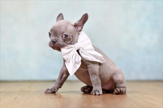 Funny lilac French Bulldog dog puppy holding neck ribbon in mouth in front of studio background