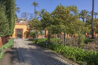 Jardines del Alcazar, gardens with palm trees in the Alcazar, Royal Palace of Seville, Seville,