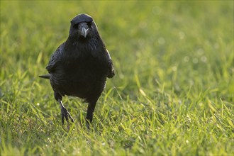 Raven (Corvus corax) on a meadow, Rosensteinpark, Stuttgart, Baden-Württemberg, Germany, Europe