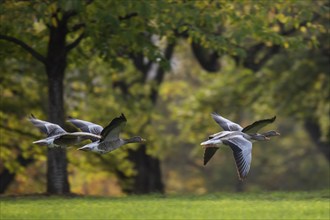 Greylag geese in flight, Rosensteinpark, Stuttgart, Baden-Württemberg, Germany, Europe