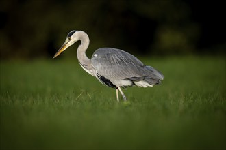 Grey heron (Ardea cinerea), animal portrait, Rosensteinpark, Stuttgart, Baden-Württemberg, Germany,