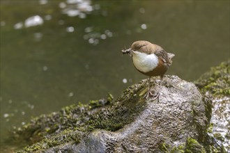 White-throated Dipper (Cinclus cinclus), at a torrent with larvae in its beak,