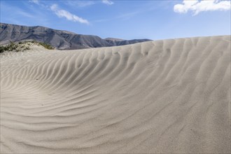 Dune landscape, Playa de Famara, Lanzarote, Canary Islands, Spain, Europe