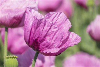 Opium poppy (Papaver somniferum), cultivation of edible poppy, poppy field, Donnersbergkreis,