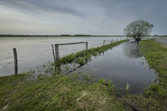 Ochsenmoor nature reserve, flooded, water, flood, tree, ditch, fence, meadow, climate, climate