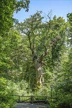 Oak, Dicke Marie, Tegel, Reinickendorf, Berlin, Germany, Europe