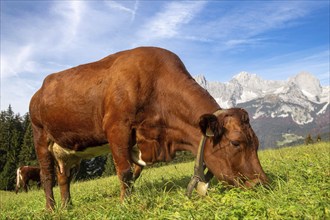 Cow on a mountain pasture near Going, Tyrol. The Wilder Kaiser massif can be seen in the background