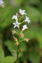 Bitter clover (Menyanthes trifoliata), flowering, blossom, aquatic plant, at a pond, Ellerstadt,