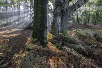 Light in beech forest (Fagus sylvatica) with bracken fern (Pteridium aquilinum), Emsland, Lower