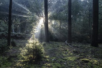 Light in a coniferous forest (Picea abies), Emsland, Lower Saxony, Germany, Europe