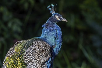 Indian peafowl (Pavo scalloped ribbonfish), recumbent, captive, Germany, Europe