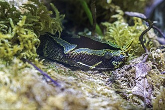 Rhinoceros viper (Bitis nasicornis), captive, Germany, Europe