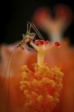 Grasshopper on hibiscus or marshmallow flower (Hibiscus), Baden-Württemberg, Germany, Europe