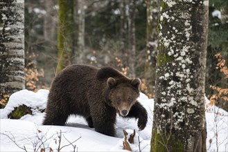 European brown bear (Ursus arctos arctos) in the forest, bear in the snow, winter, Notranjska