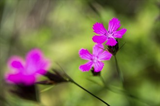 Flowers, Carthusian carnations (Dianthus carthusianorum), Baden-Württemberg, Germany, Europe