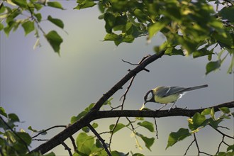 Great tit (Parus major) eating larva on a branch, Rosensteinpark, Stuttgart, Baden-Württemberg