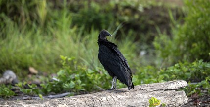 Raven vulture (Coragypus atratus) sitting on a tree trunk, Corcovado National Park, Osa, Puntarena