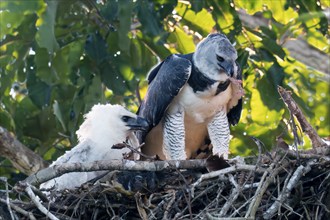 Female Harpy Eagle, Harpia harpyja, feeding her 4 month old chick with a capuchin monkey, Alta