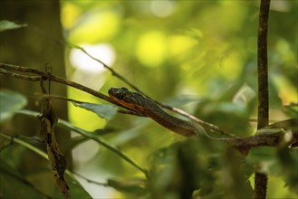 American whipsnake (Mastigodryas melanolomus), slithering on a branch, in the rainforest, Corcovado