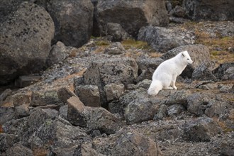 Arctic fox (Vulpes lagopus) in winter coat, Straumsland, Spitsbergen, Svalbard, Norway, Europe