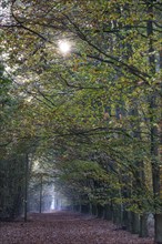 Beech forest (Fagus sylvatica) in autumn foliage, Emsland, Lower Saxony, Germany, Europe