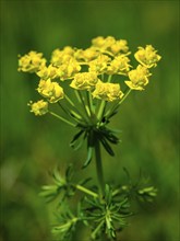 Cypress spurge (Euphorbia cyparissias), Berchtesgaden National Park, Ramsau, Berchtesgadener Land,