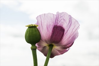 Opium poppy (Papaver somniferum), opium poppy field, Erlenbach, near Heilbronn, Baden-Württemberg,