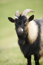 Domestic goat (Capra hircus), standing on a meadow, portrait, wildlife Park Aurach near Kitzbuehl,