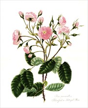 Rosa provincialis, Rose, Old rose, Rose cultivar, Illustration from 1799, Historical, digitally