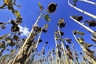 Romania, near Giurgiu in the south of the country, sunflowers ripe for the harvest, Europe