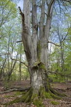 Old copper beech (Fagus sylvatica), trunk base overgrown with moss, Sababurg primeval forest,