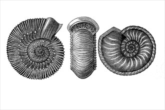 Ammonites amaltheus, ammonite (left) and Ammonites humphresianus, fossilisation, illustration from