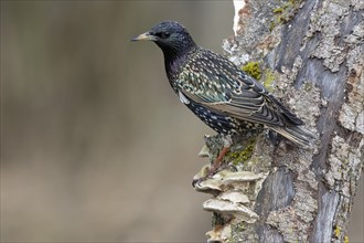 Common starling (Sturnus vulgaris) sitting on dead wood, Austria, Upper Austria, Europe