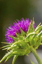 Blossom of carduus marianus (Silybum marianum) in close-up with blurred green background, Ternitz,