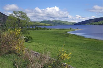 Green landscape with a loch, trees and clouds in the blue sky, Scottish Borders, St Mary's Loch,