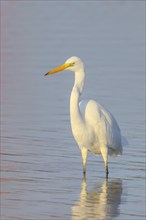 Great Egret (Ardea alba) standing in the water of the Baltic Sea, wildlife, nature photography,