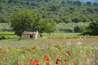 An idyllic summer landscape with a flower meadow and a small stone hut surrounded by green trees,