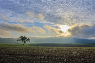 A lone apple tree (Malus Domestica), in a field at sunrise, surrounded by dramatic sky and rays of