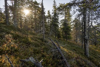 Autumn forest, Konttainen, Ruka, Finland, Europe