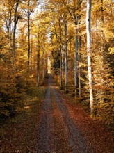 A narrow forest path leads through tall trees, surrounded by bright autumn leaves, Gechingen, Black