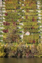 Steep vineyards with vineyard cottages in autumn, landscape on the banks of the Neckar between