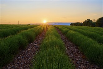 Sprawling lavender field (Lavandula), at sunrise, summer, Valensole, Alpes-de-Haute-Provence,