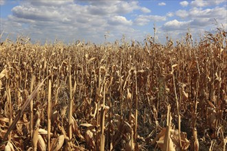 Romania, near Giurgiu in the south of the country, maize ripe for the corn corn cob harvest, Europe