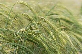 Barley field, ears of barley (Hordeum vulgare) unripe, Baden-Württemberg, Germany, Europe