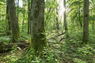 Near-natural deciduous forest, copper beech (Fagus sylvatica) deadwood, Sonnenstern, Hainich