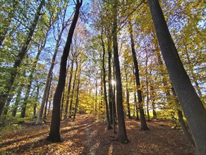 Autumnal forest, forest path, sun, Lüneburg, Lower Saxony, Germany, Europe