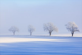 Rural winter landscape view with hoar frost on the trees and cold mist on the fields. Sweden