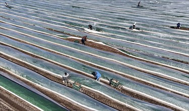 The first asparagus is harvested from a foil-covered asparagus field, Beelitz, 26/03/2024